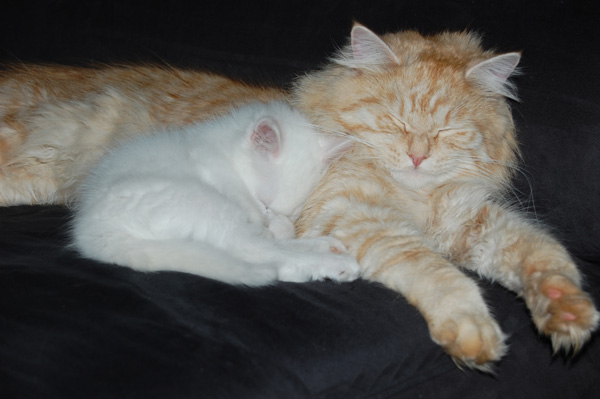 Taris kuschelt mit Qesharo.jpg